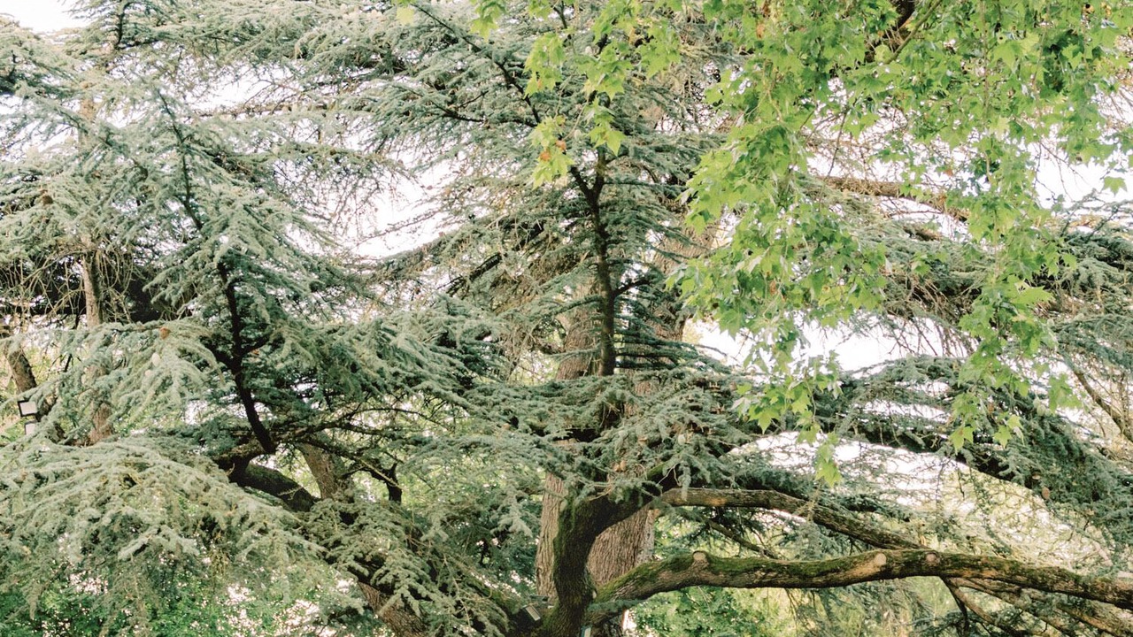 Photo of Outdoor in La Courtete