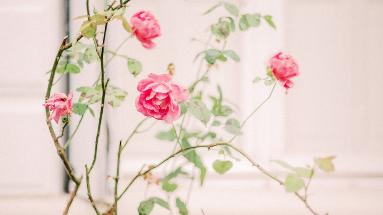 Photo of Others in La Courtete