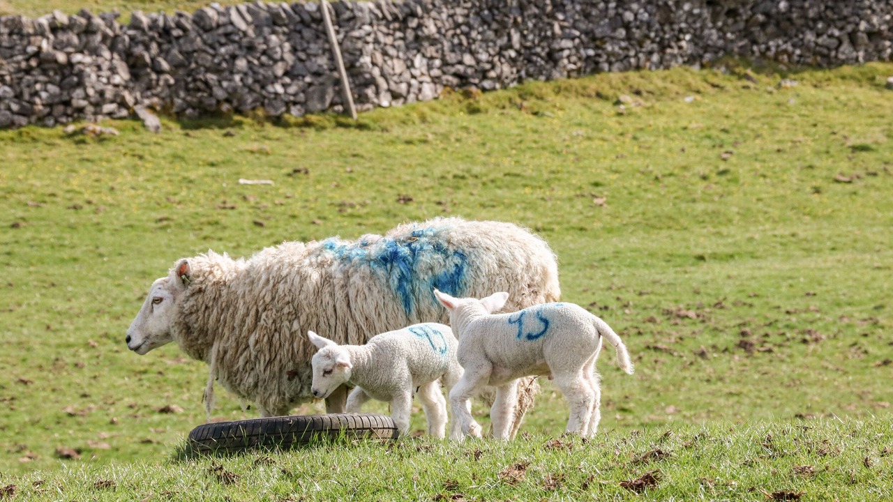 Photo of Others in Alstonfield