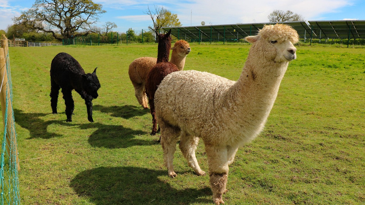 Photo of Others in Somersal Herbert