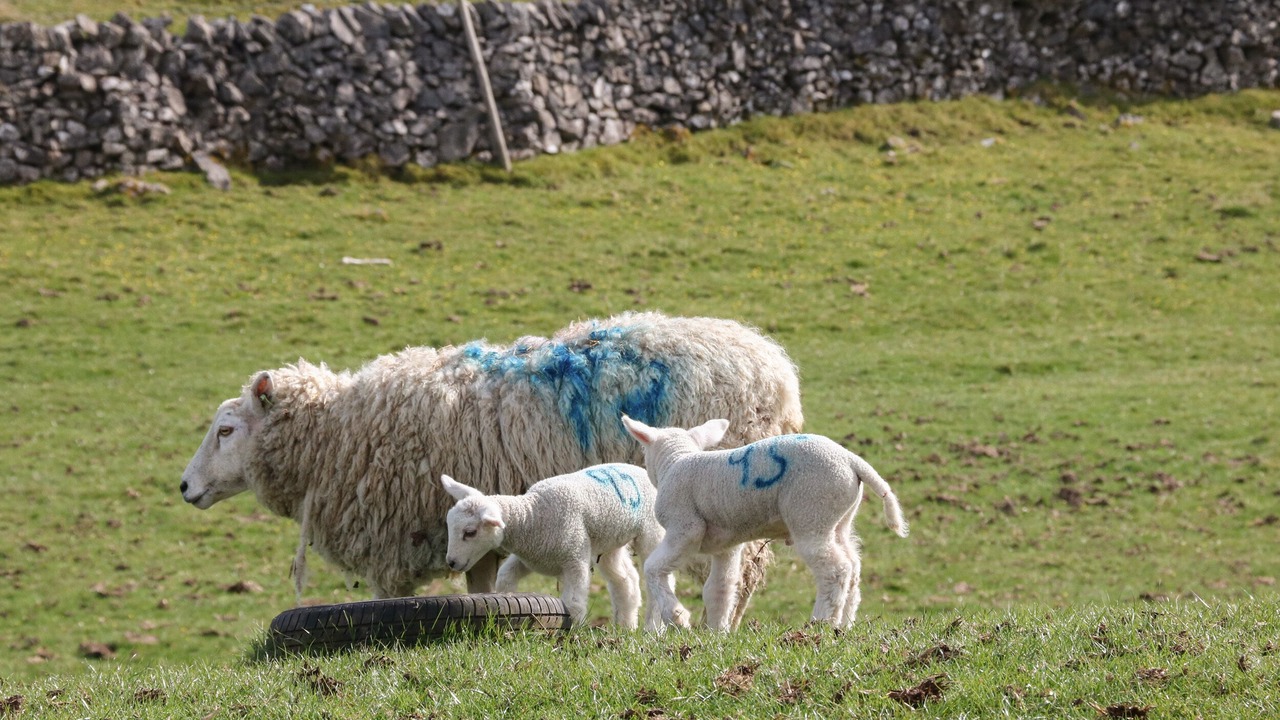 Photo of Others in Alstonfield