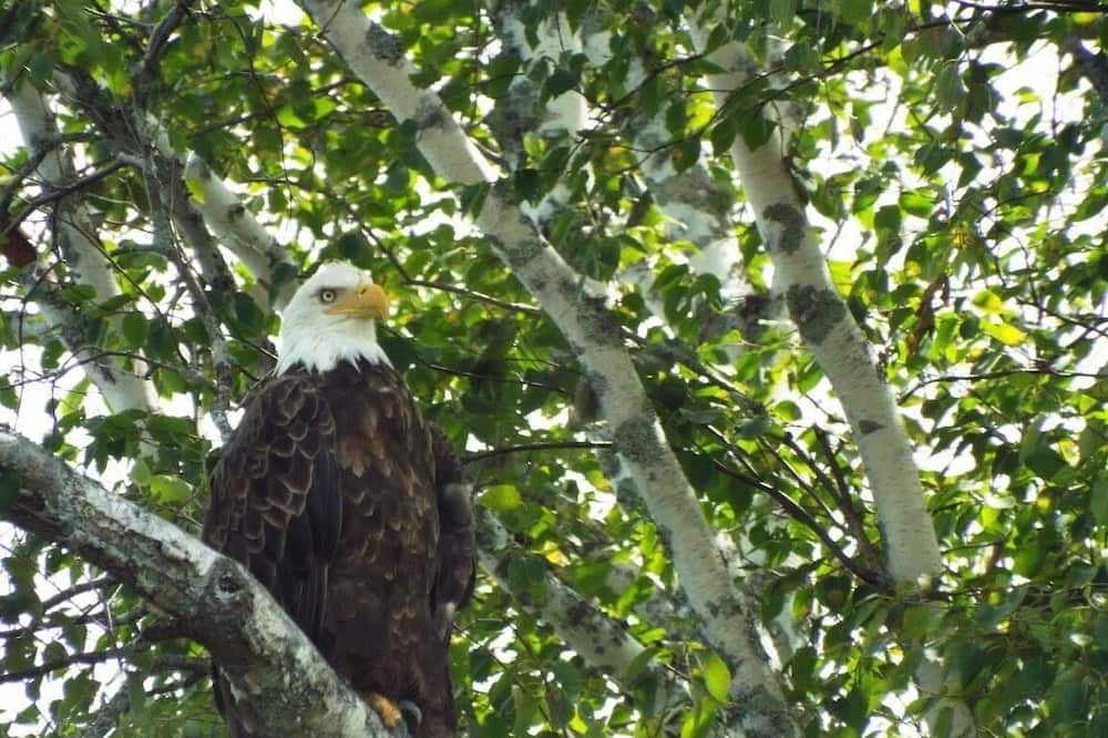 Photo of Outdoor in Grand Isle