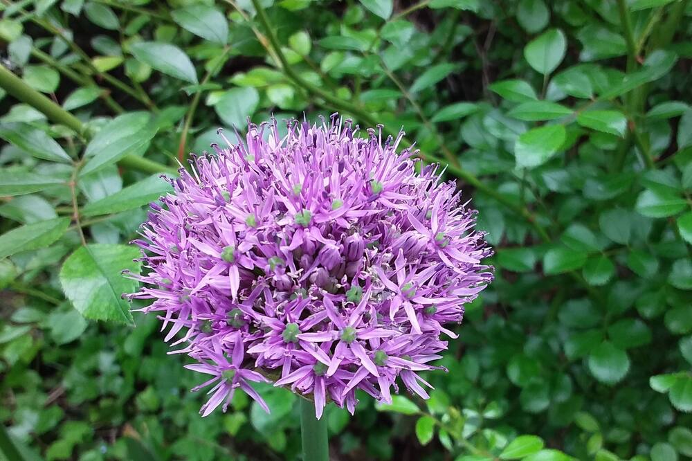 Photo of Outdoor in Loriol-du-Comtat