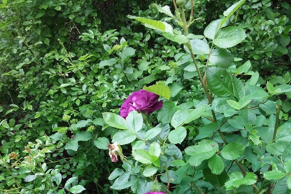Photo of Outdoor in Loriol-du-Comtat