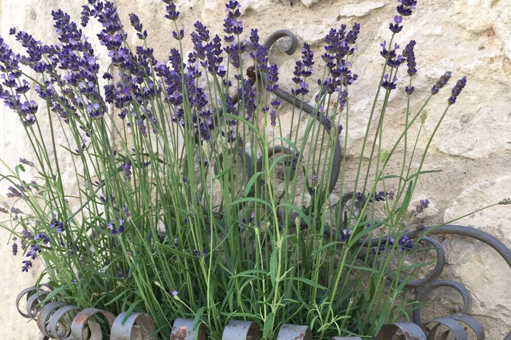 Photo of Outdoor in Issigeac