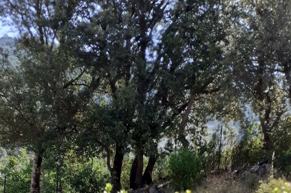 Photo of Outdoor in Caporalino
