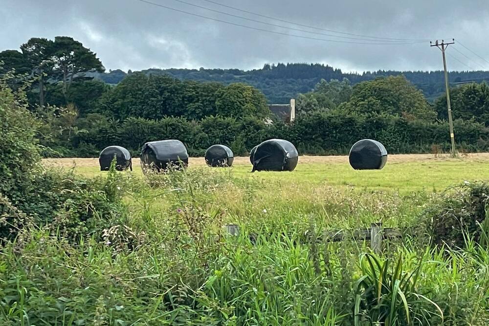 Photo of Others in West Buckland