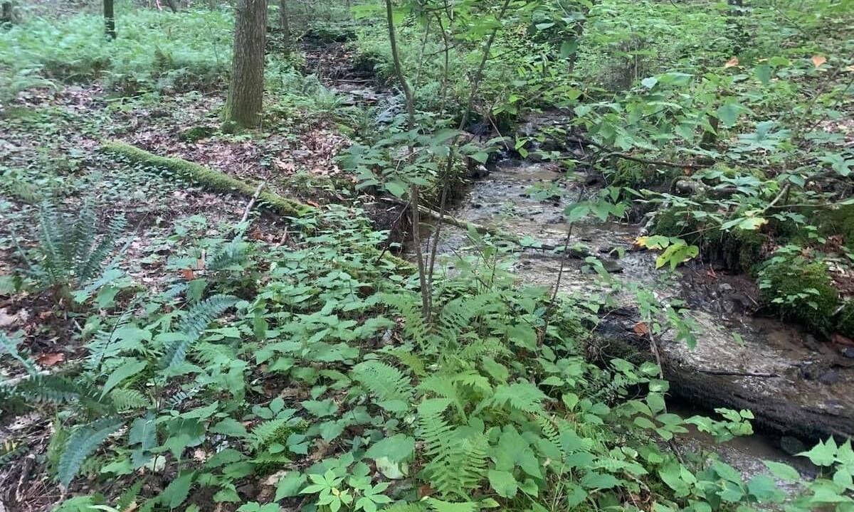 Photo of Outdoor in Suches