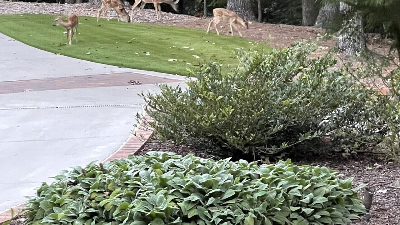 Photo of Outdoor in Gainesville