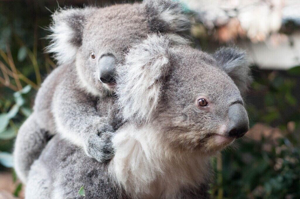 Photo of Outdoor in Hepburn Springs