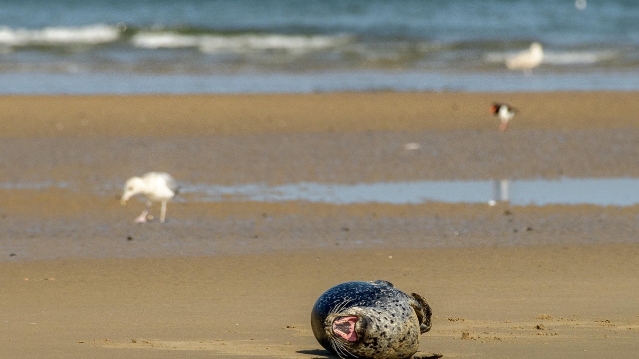Photo of Others in Malo-les-Bains