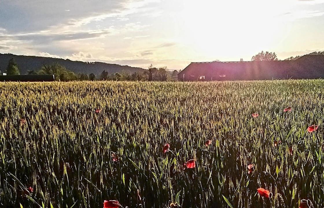 Photo of Outdoor in Piegros-la-Clastre