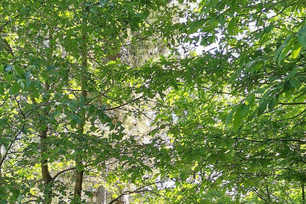 Photo of Outdoor in Saint-Aubin-le-Cloud