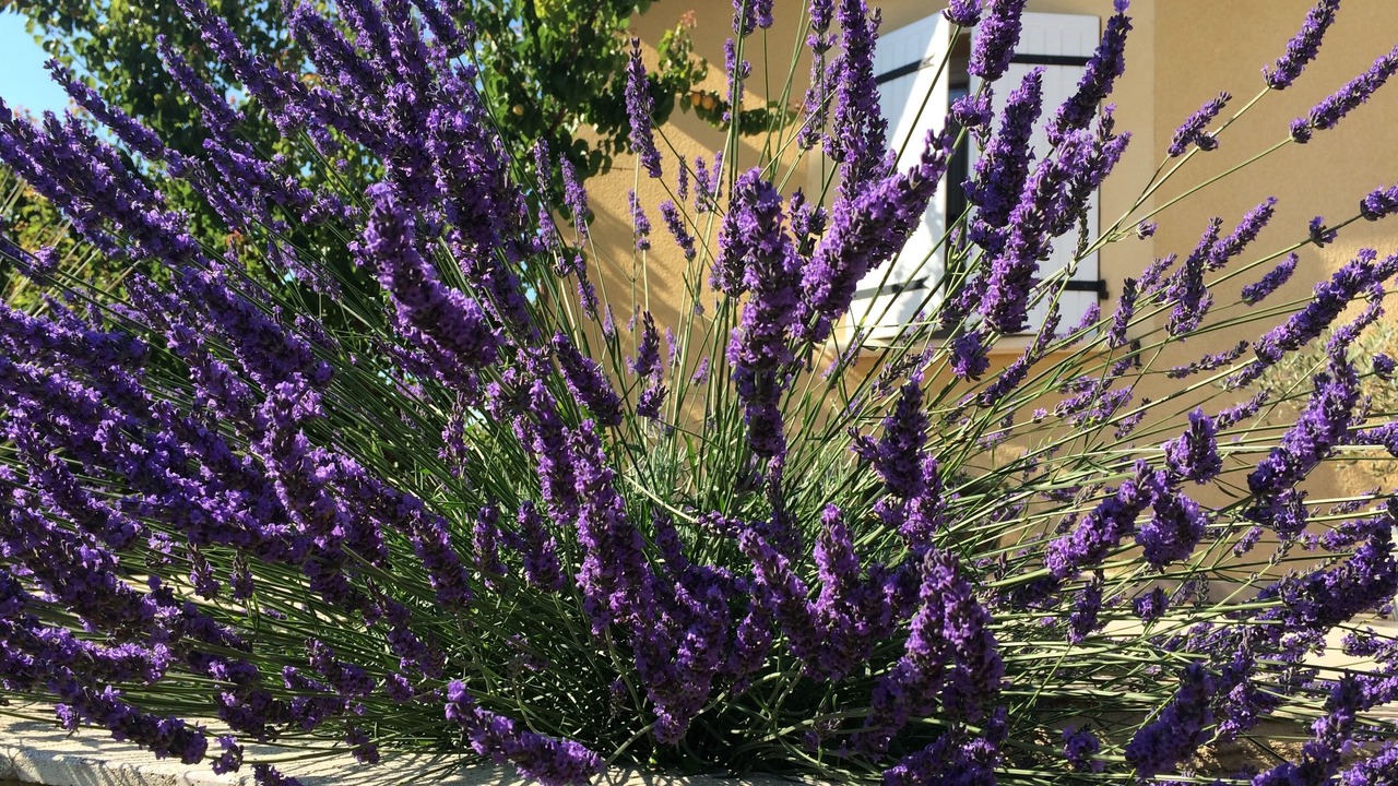 Photo of Outdoor in Serignan-du-Comtat