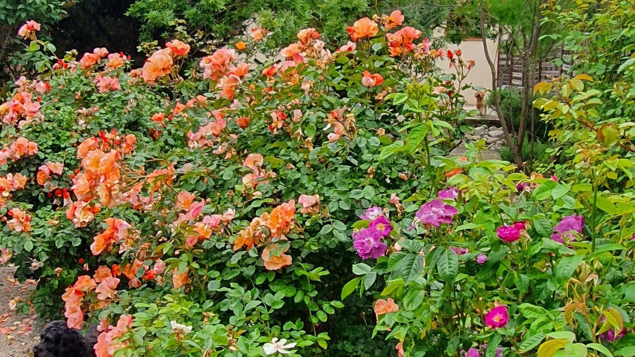 Photo of Outdoor in Cambieure
