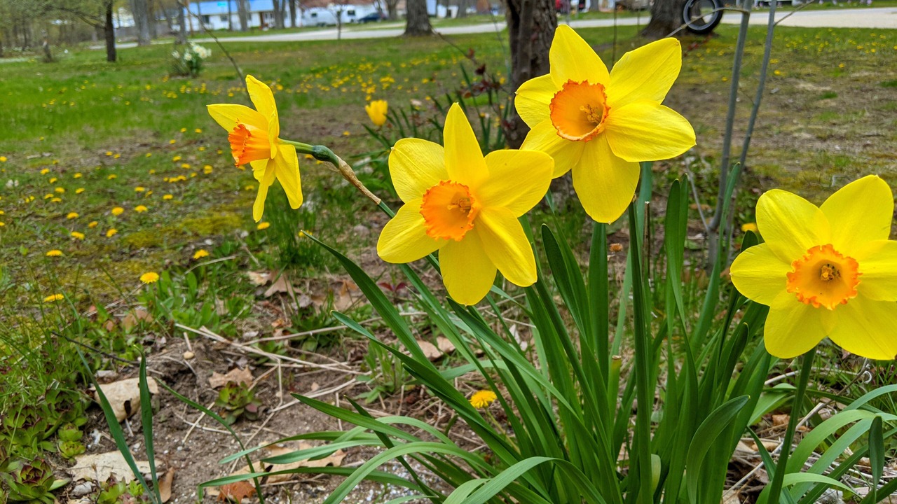 Photo of Outdoor in Carp Lake