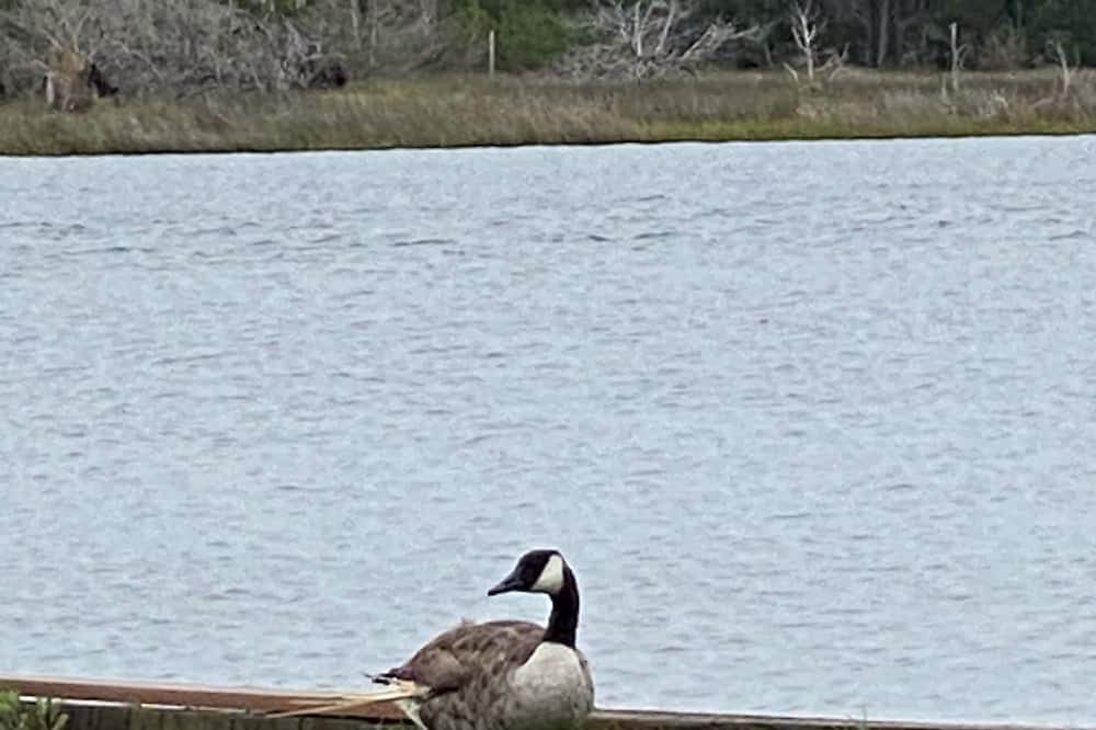 Photo of Others in Carteret County