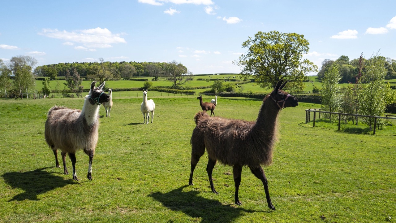 Photo of Others in Longford