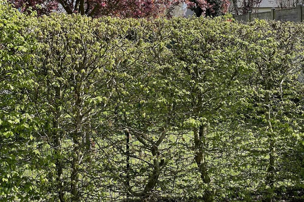 Photo of Outdoor in Chateaugiron
