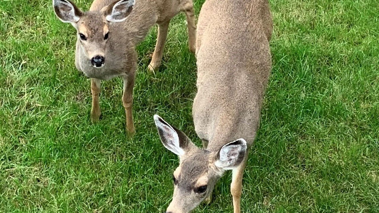 Photo of Outdoor in Oak Harbor
