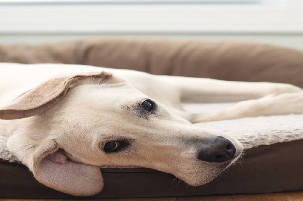 Photo of Bedroom in Gullane