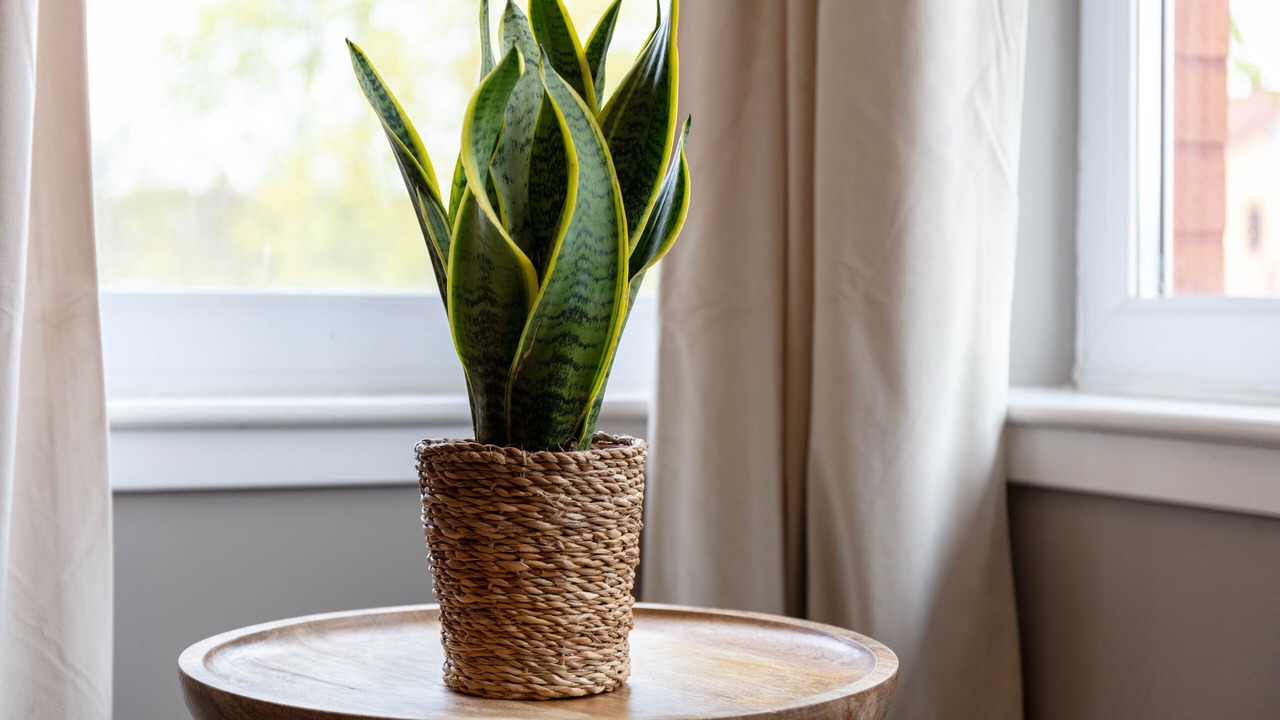 Photo of Others in Ayr