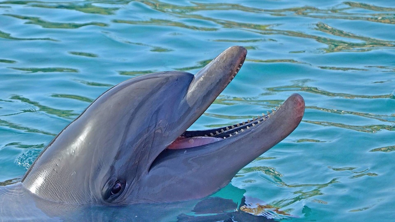 Photo of Outdoor in Sarasota