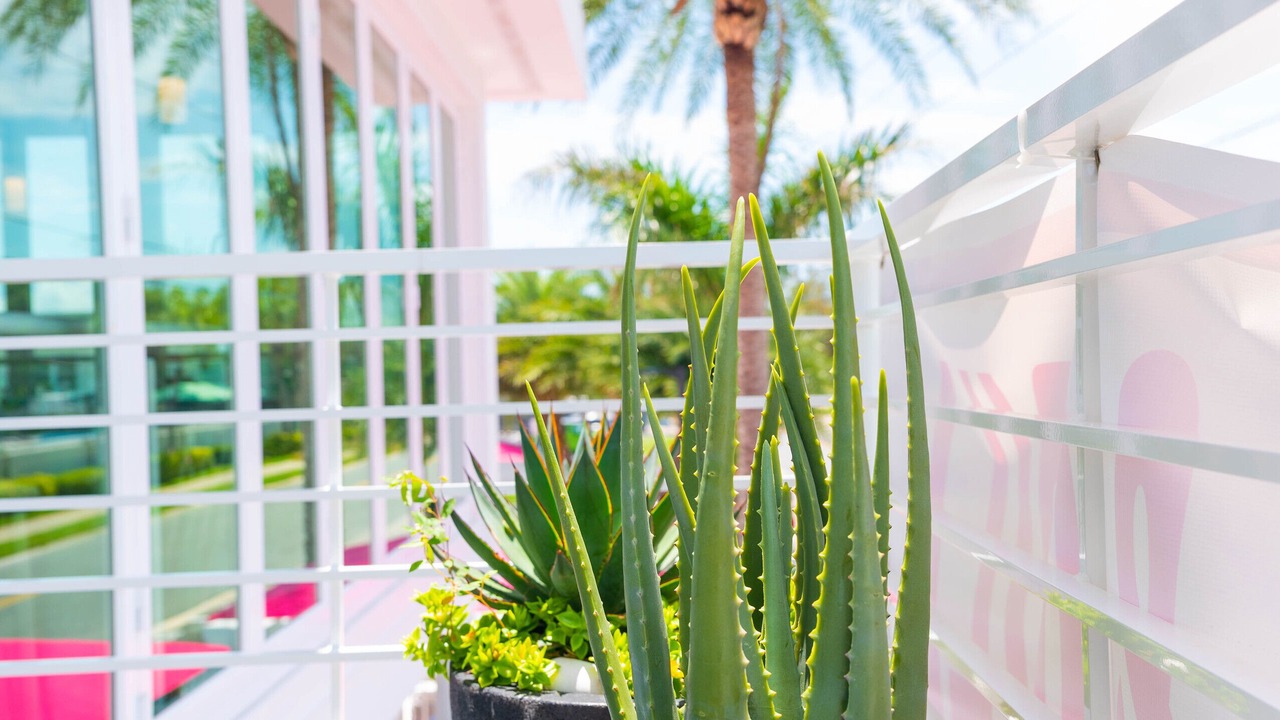 Photo of Outdoor in St. Pete Beach