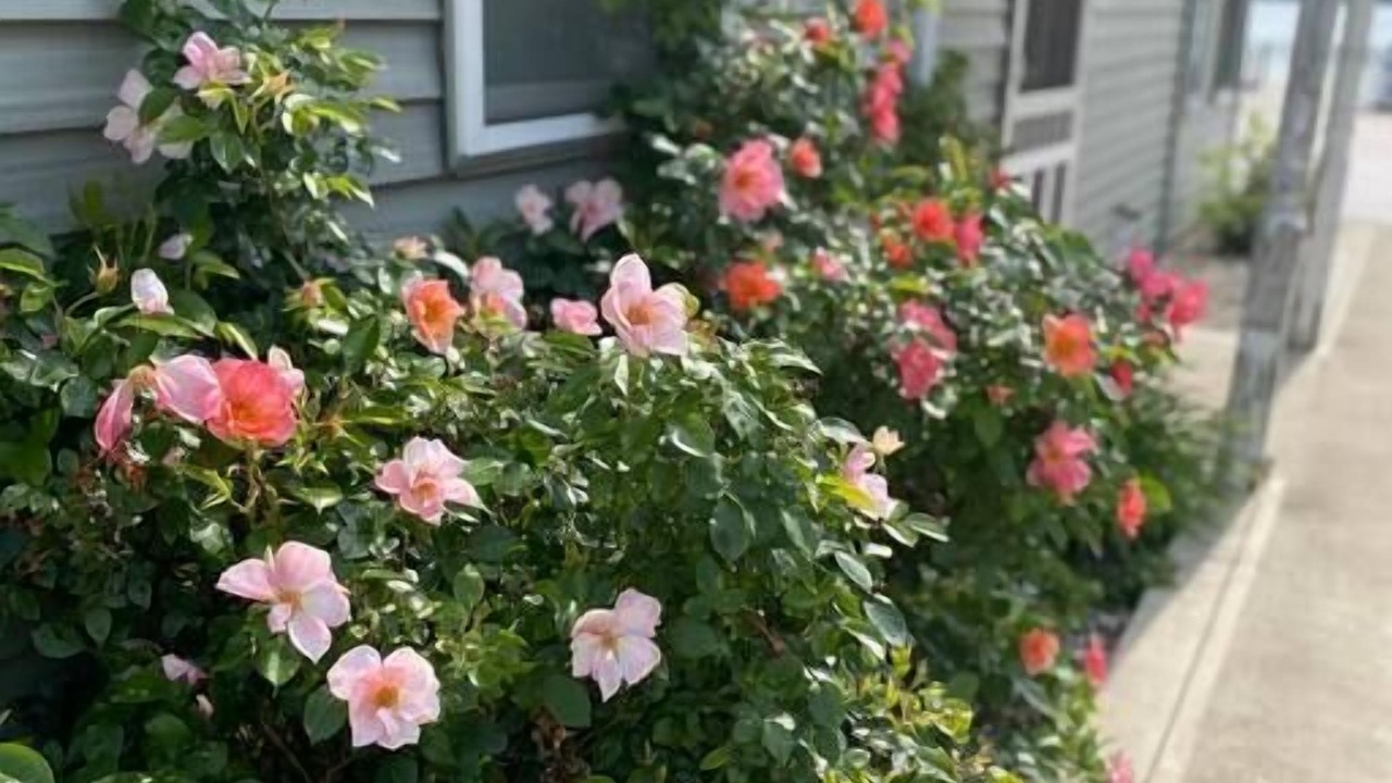 Photo of Outdoor in Shipshewana