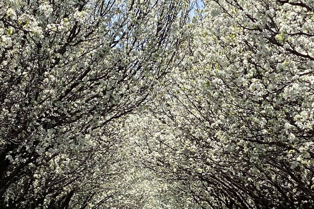 Photo of Outdoor in Cross Roads