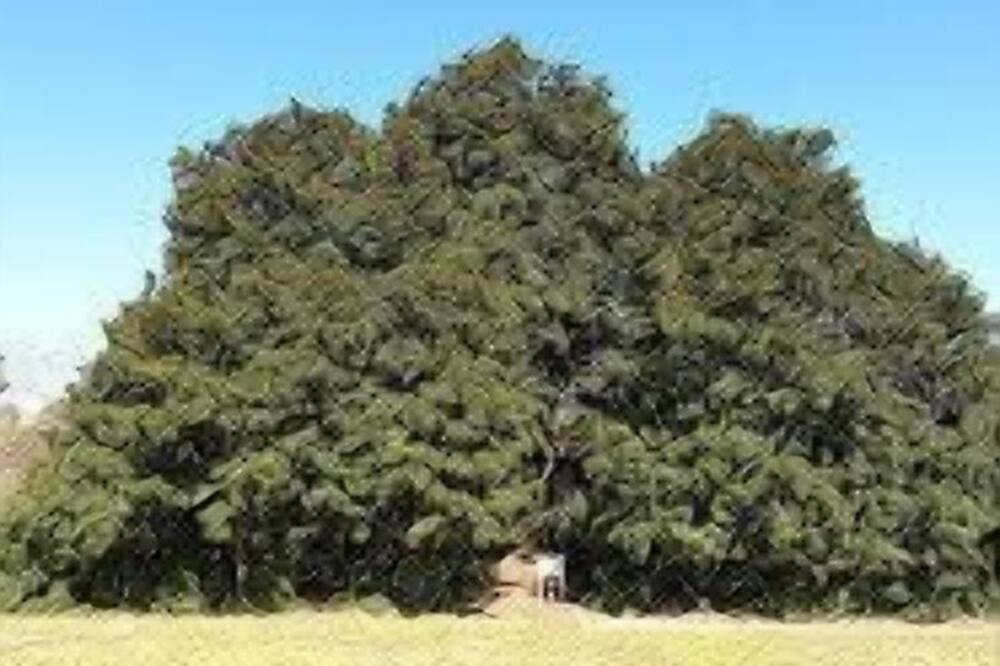 Photo of Others in Saratoga