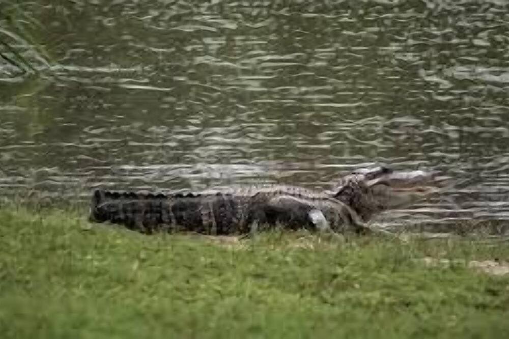 Photo of Others in Saratoga