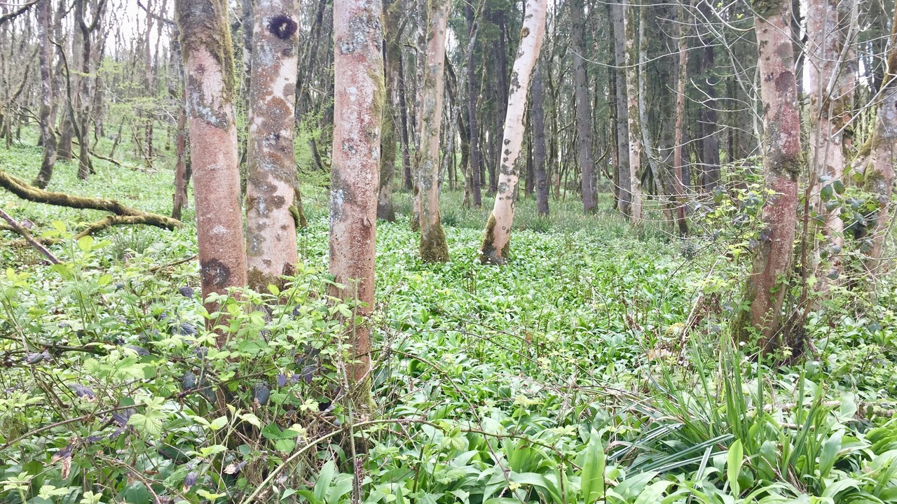 Photo of Outdoor in Ashwick