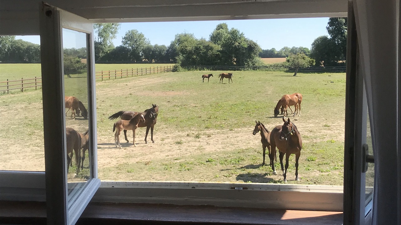 Photo of Outdoor in Annebault