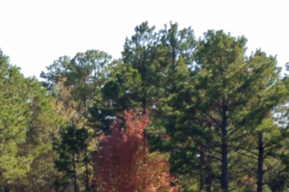 Photo of Others in Antlers