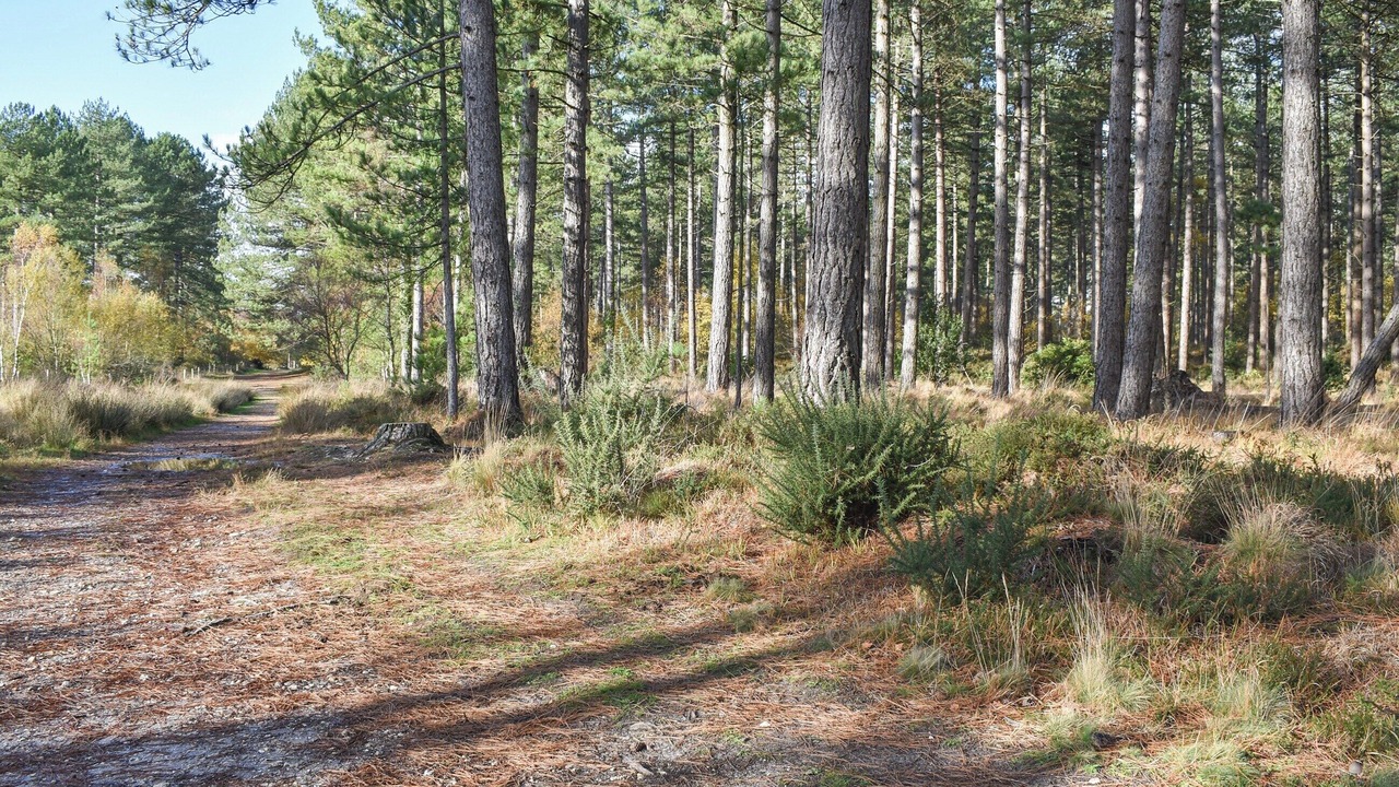 Photo of Others in Wareham