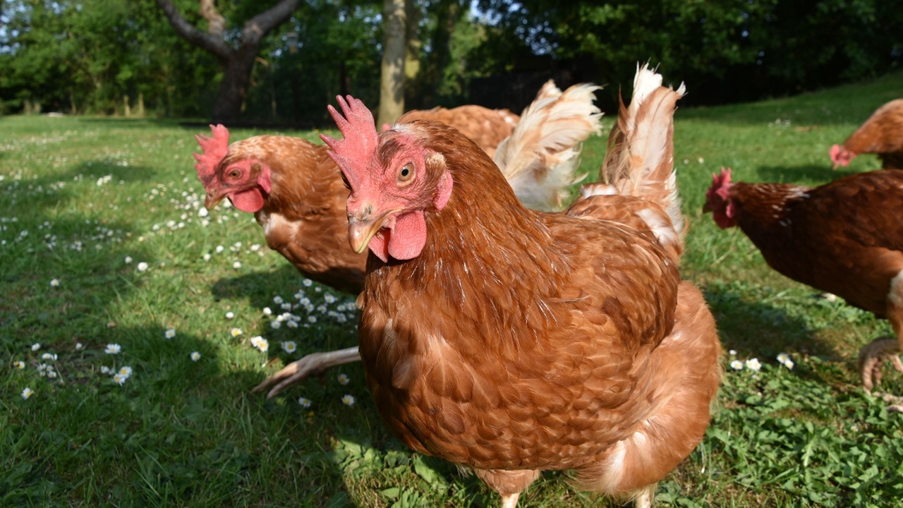 Photo of Others in Langrick