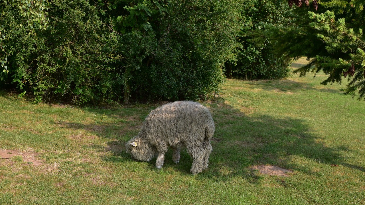 Photo of Others in Langrick