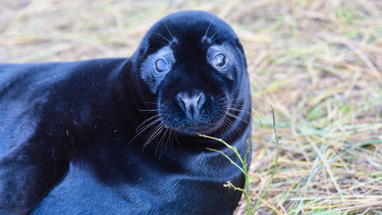 Photo of Others in Langrick