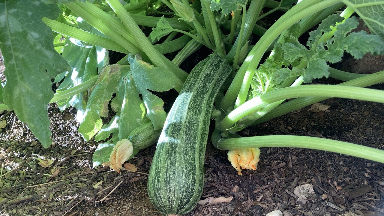 Photo of Outdoor in Cornville