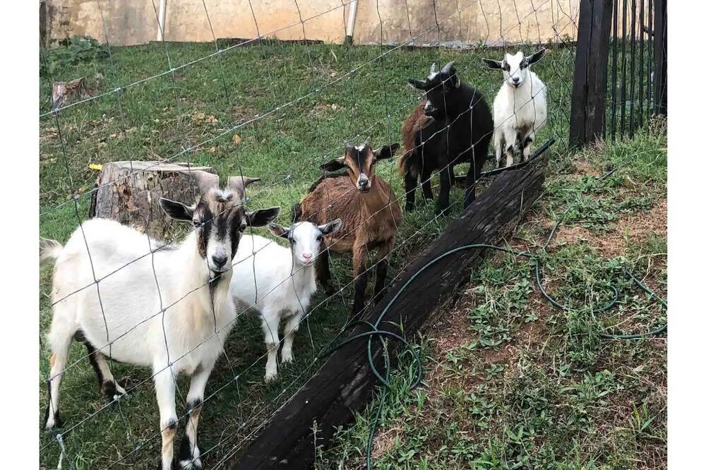 Photo of Others in Grant
