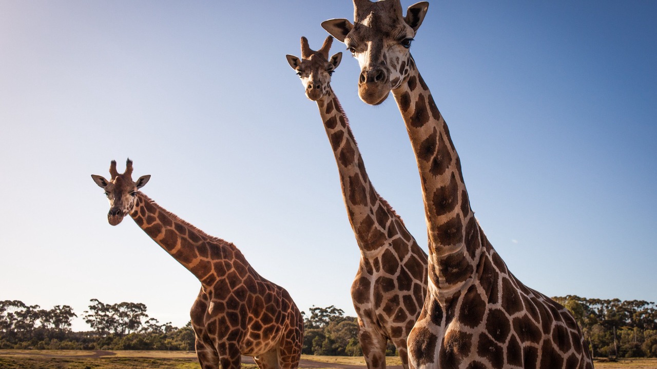 Photo of Others in Werribee