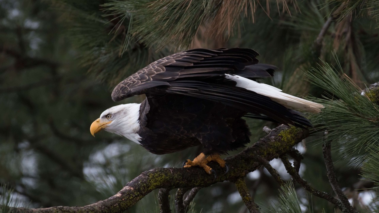 Photo of Others in Bonners Ferry