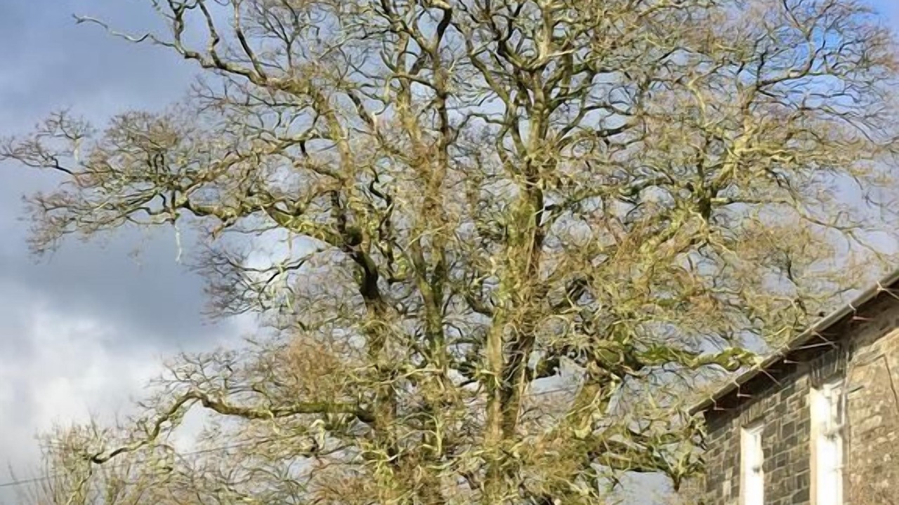 Photo of Outdoor in Trelil