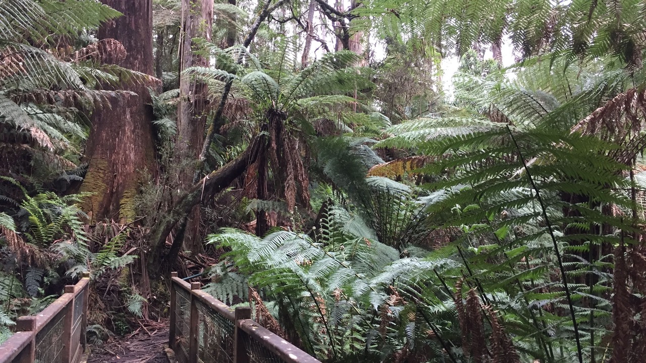 Photo of Outdoor in Sassafras