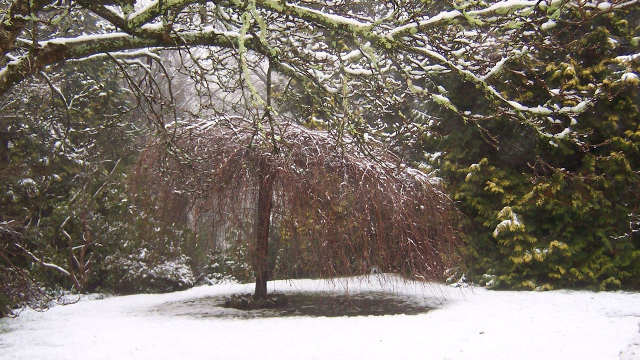 Photo of Outdoor in Sassafras