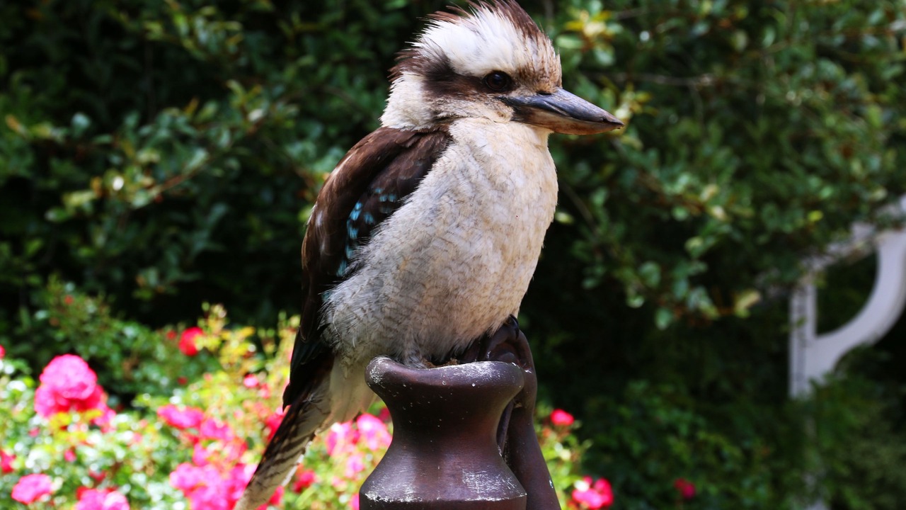 Photo of Outdoor in Sassafras