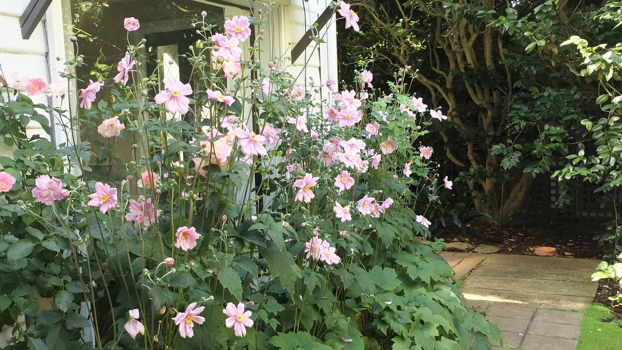 Photo of Outdoor in Sassafras