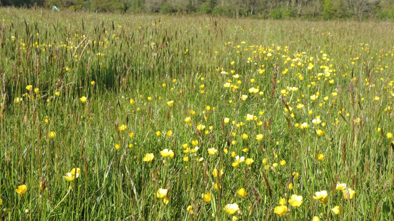 Photo of Outdoor in Beaworthy