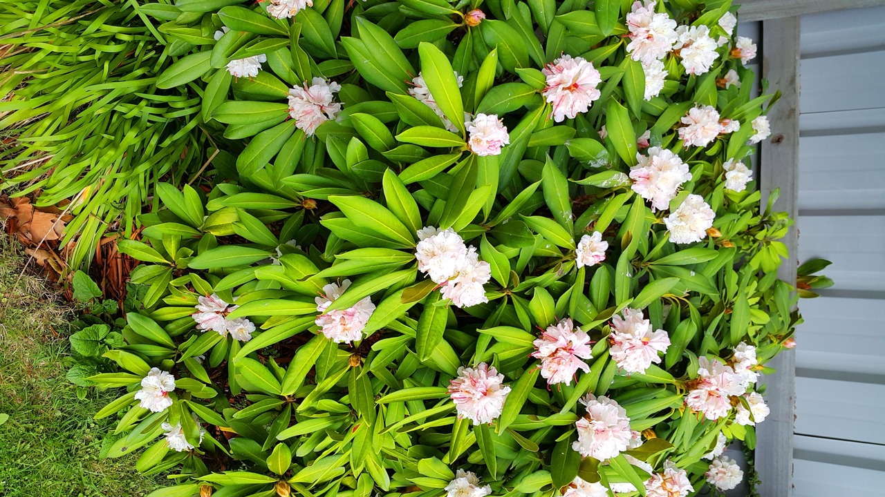 Photo of Others in Rangiora